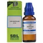SBL Ilex Aquifolium