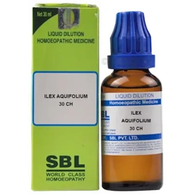 SBL Ilex Aquifolium