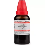 Willmar Schwabe India Angelica Archangelica 1X (Q) (30 ml)